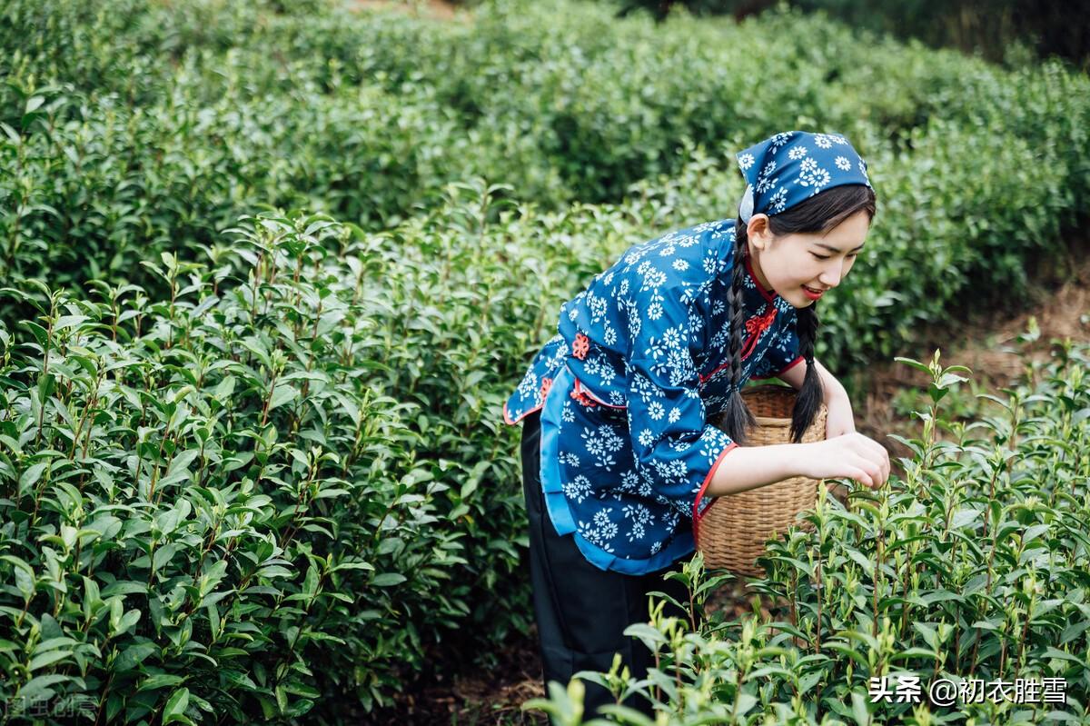 谷雨节气古诗词六首（谷雨晴时正摘茶，茶户初收谷雨芽）