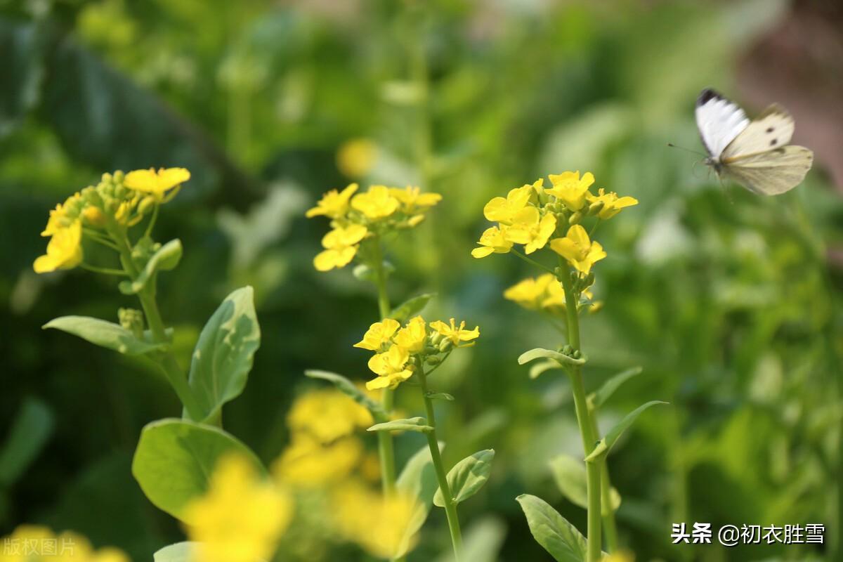 晚春菜花八首唯美古诗（黄蝶似花花似蝶，蝴蝶飞来绕菜花）