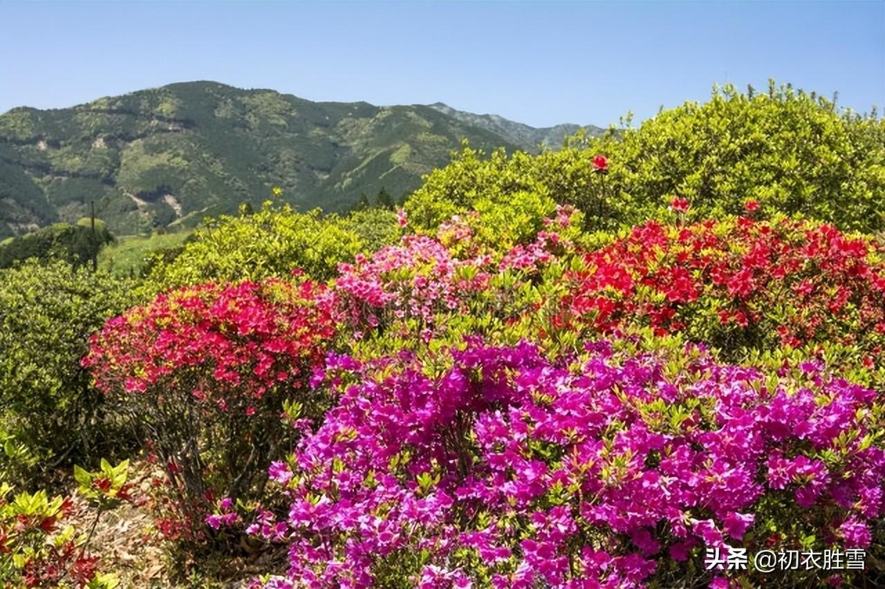 晚春杜鹃花六首古诗词（最惜杜鹃花烂漫，一声啼处满山红）