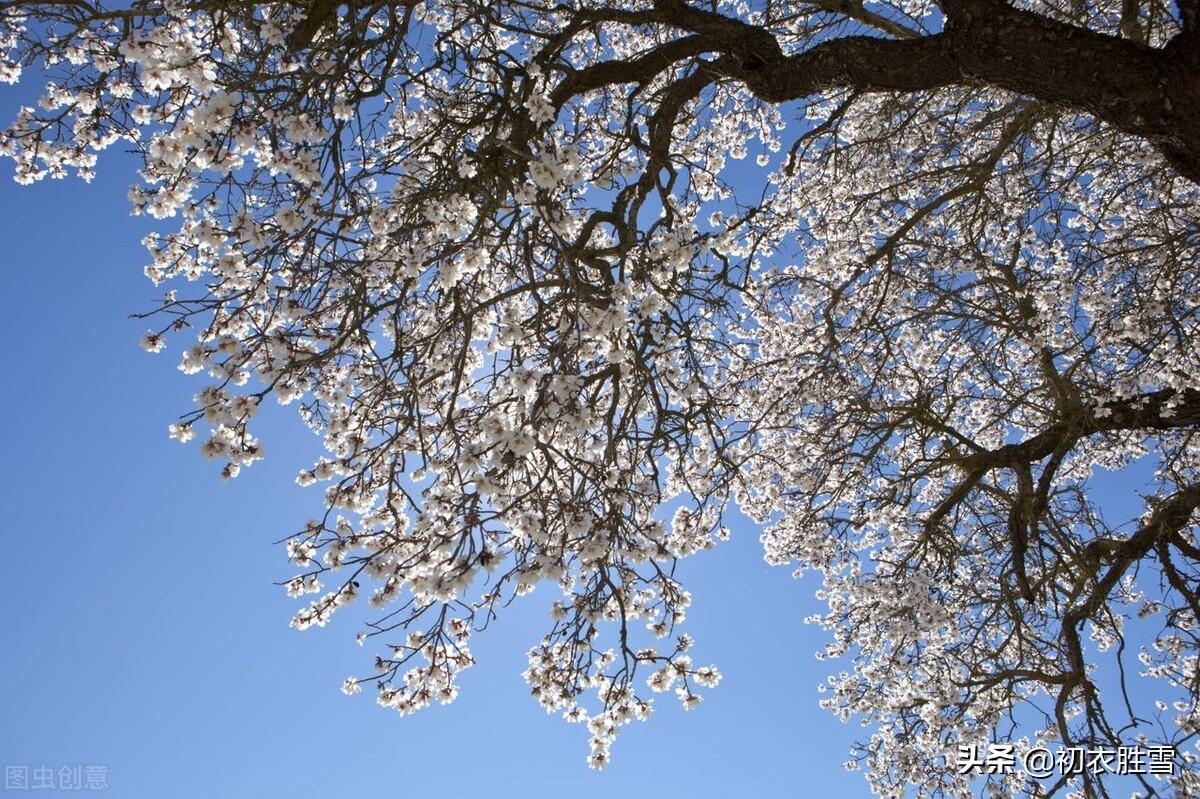 清明节气梨花六首古诗词（梨花吹雪渡清明，人生看得几清明）