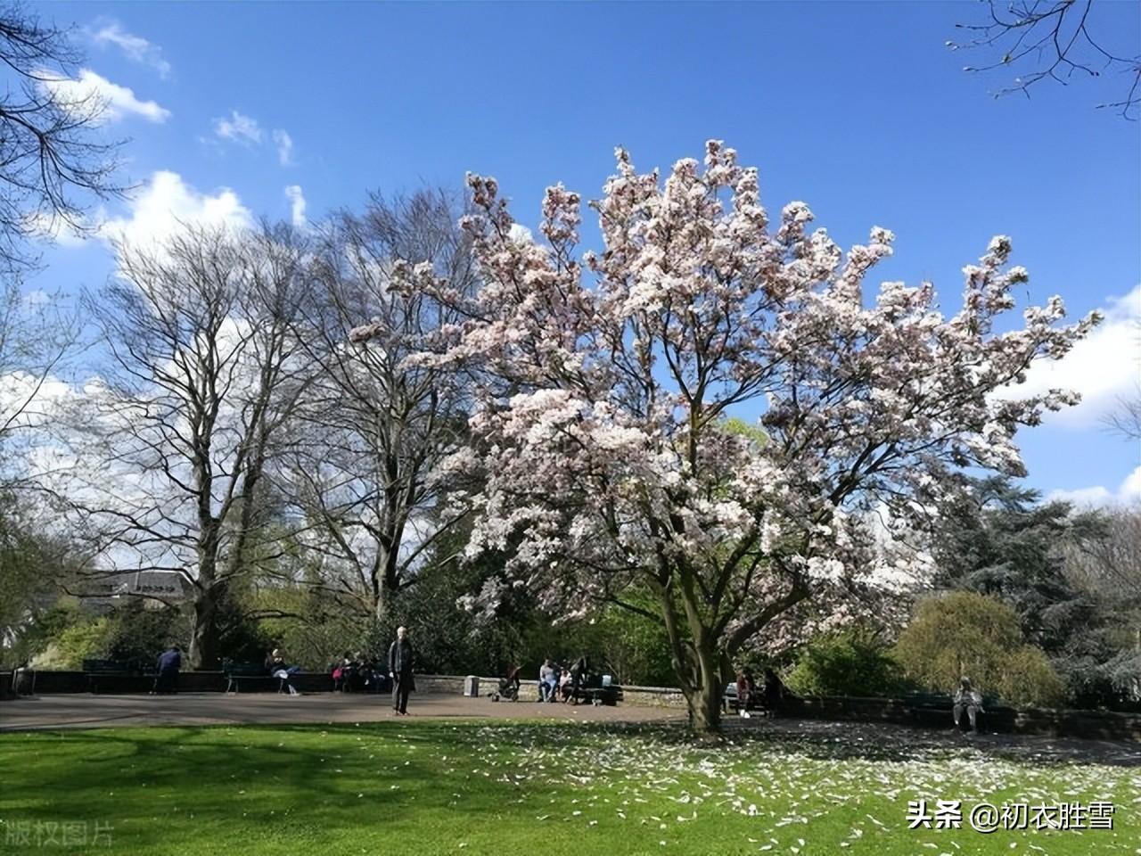 明丽芳草落花六首优美诗词（白日照绿草，落花散且飞）