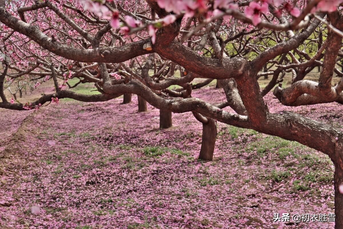 落花五首唯美诗词（桃花自落非关雨，梅子半黄知是春）