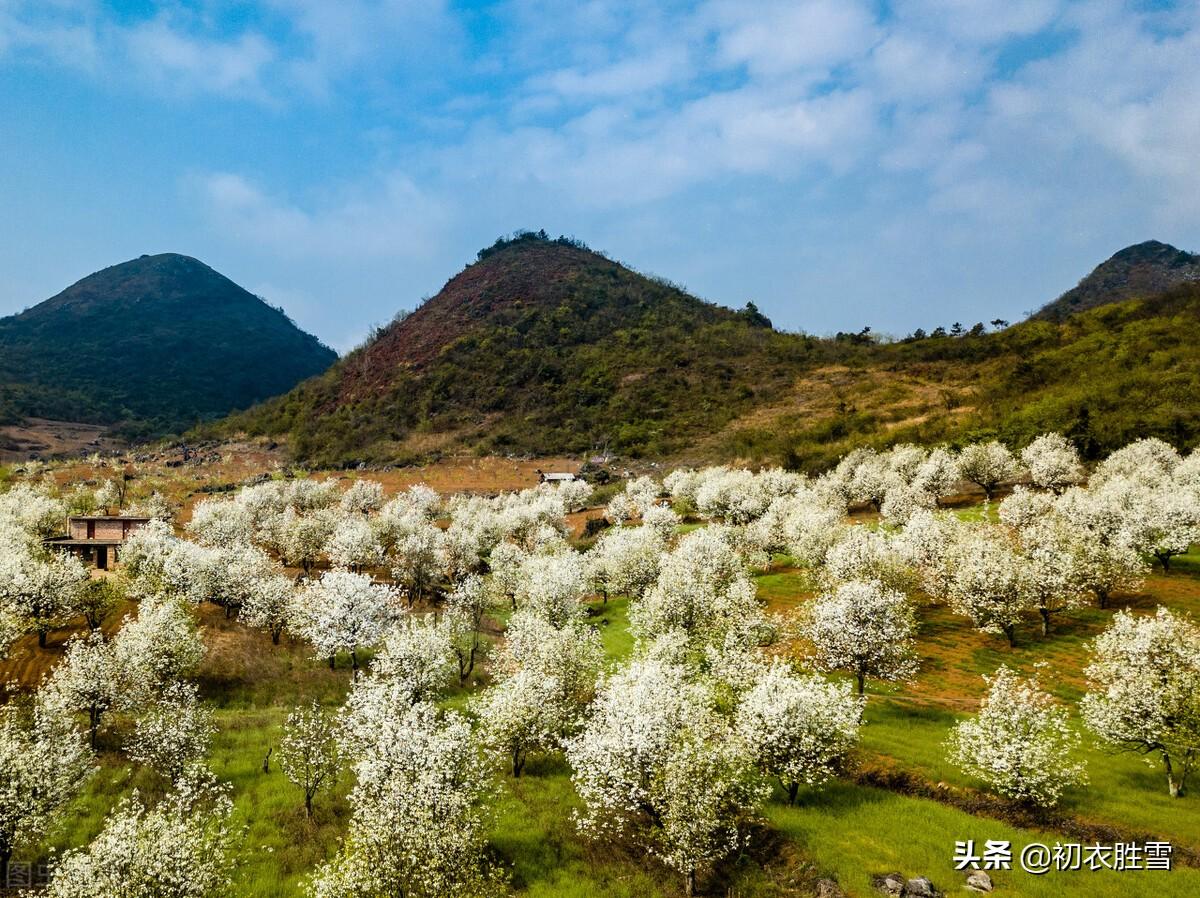 明丽梨花七首唯美古诗（粉淡香清自一家，醉袖迎风雪一杈）