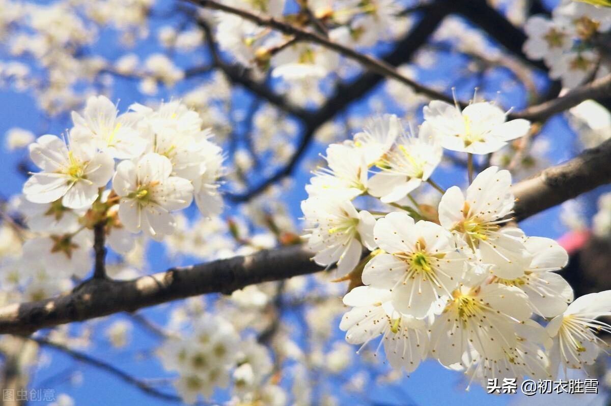 春分节气五首优美古诗（谁把春光，平分一半）