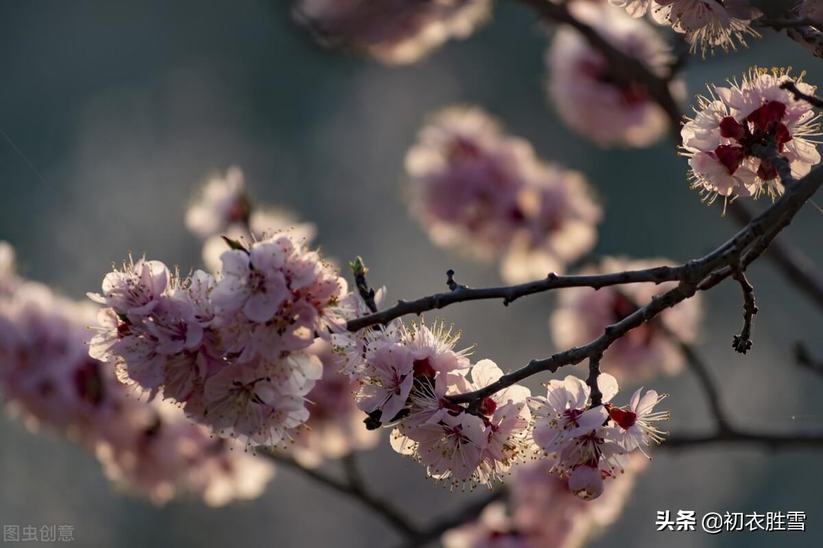 仲春春半五首优美古诗（平分春半半春华，半开半落野棠花）