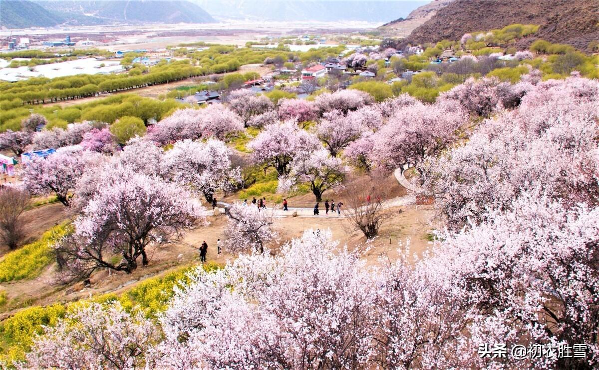 仲春春社古六首诗词（此日春风属社公，谈谈古代的春社）