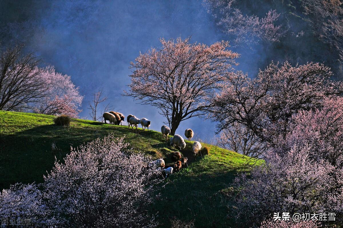 咏杏花五首优美古诗（红花初绽雪花繁，马上繁花作阵迎）