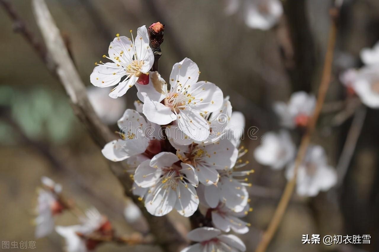 咏杏花五首优美古诗（红花初绽雪花繁，马上繁花作阵迎）