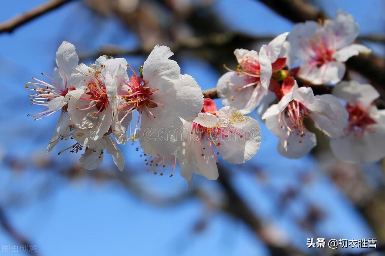 咏杏花五首优美古诗（红花初绽雪花繁，马上繁花作阵迎）