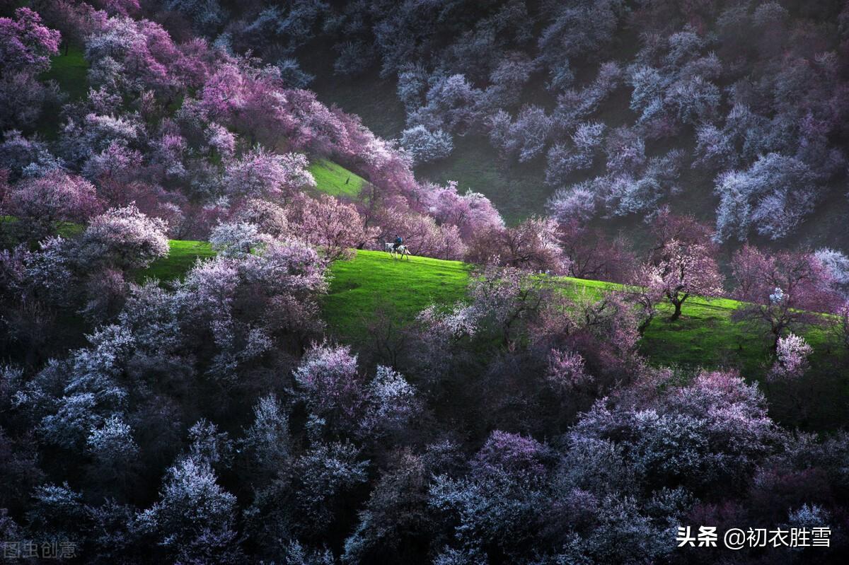 咏杏花五首优美古诗（红花初绽雪花繁，马上繁花作阵迎）