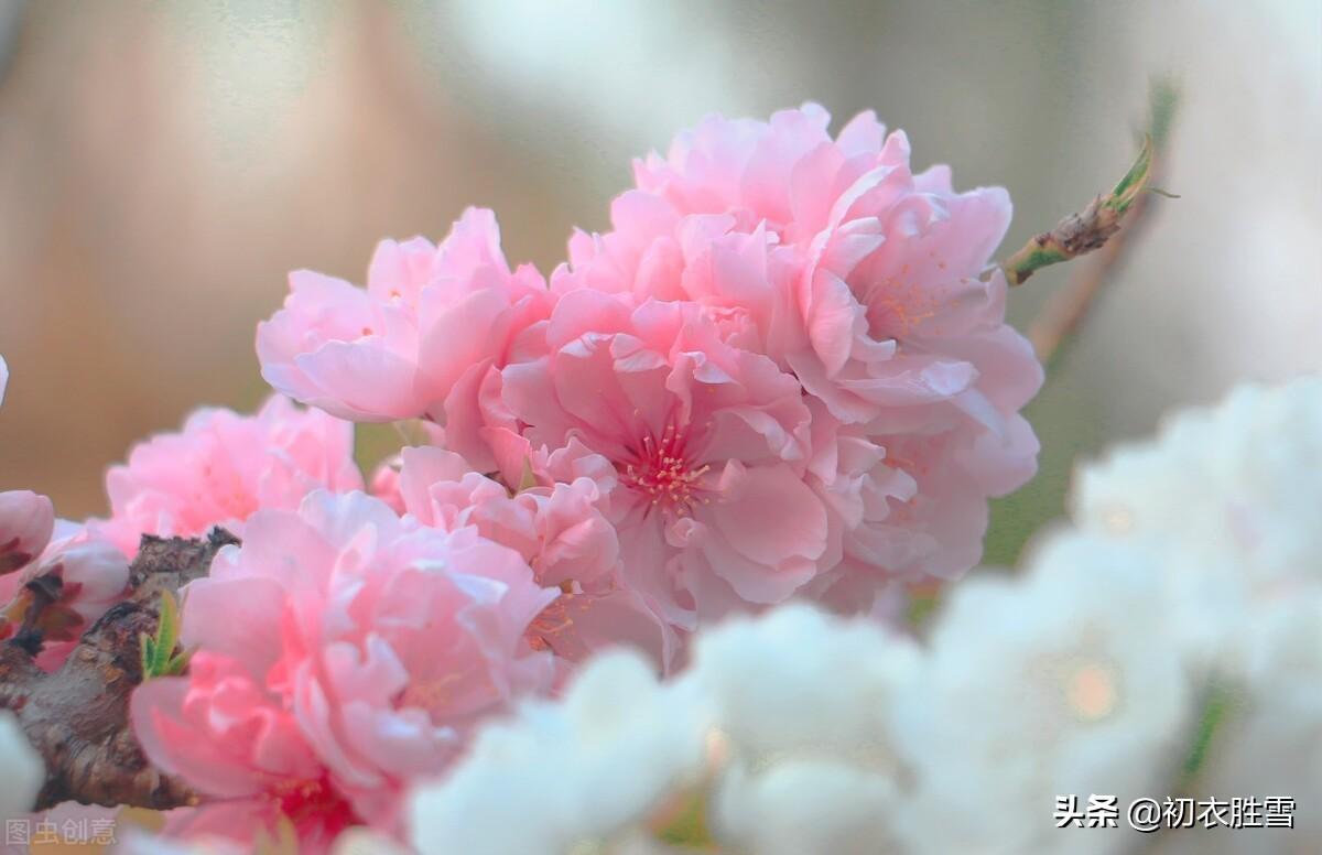 苏曼殊三首桃花古诗词（桃花红欲上吟鞭，碧桃花下月如烟）