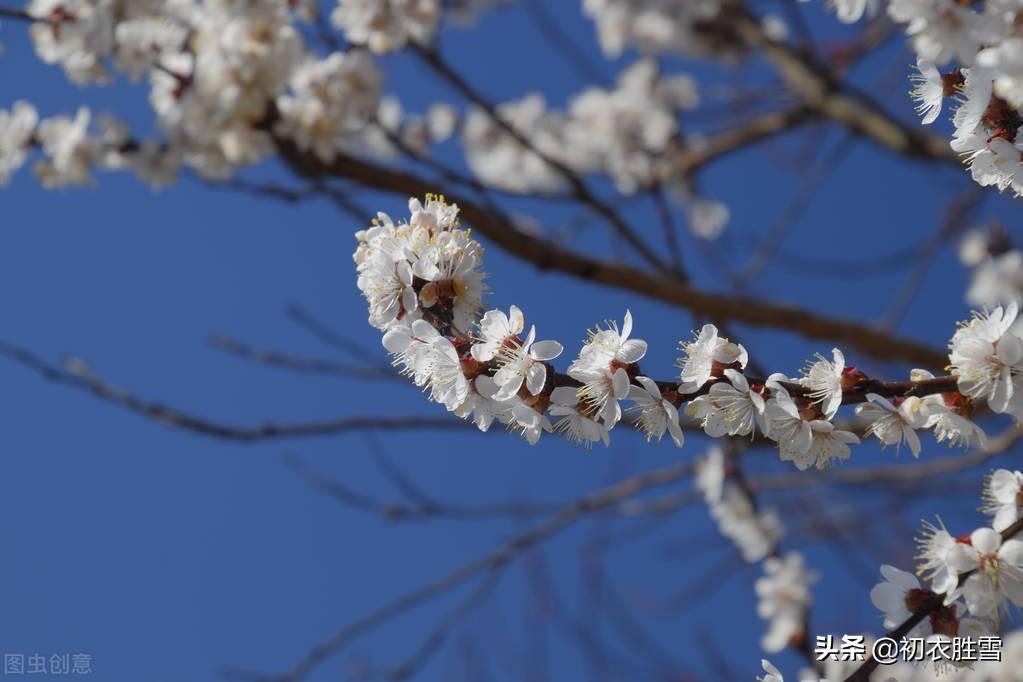 杨万里杏花四首古诗赏析（白白红红一树春，杏花千树洛阳春）