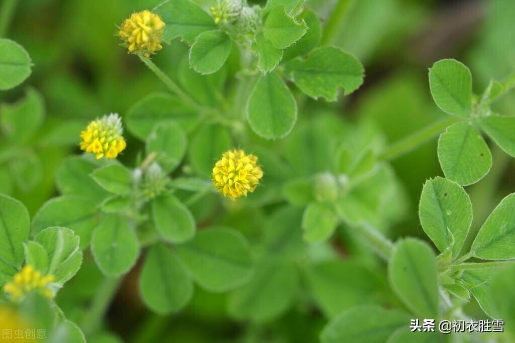 仲春二月二挑菜七首古诗（村村早食争挑菜，处处春耕乐饭牛）