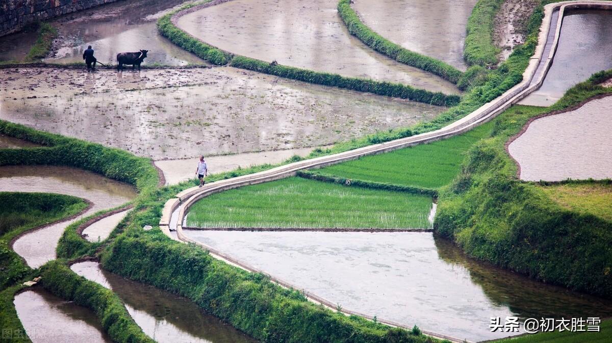 仲春二月二挑菜七首古诗（村村早食争挑菜，处处春耕乐饭牛）