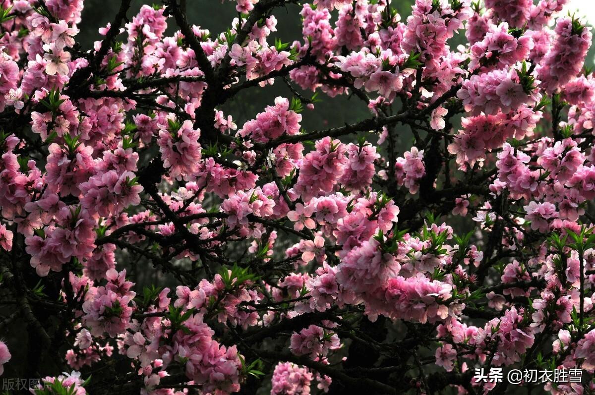 清新仲春六首诗词（日淡风微已仲春，今岁花光又满枝）