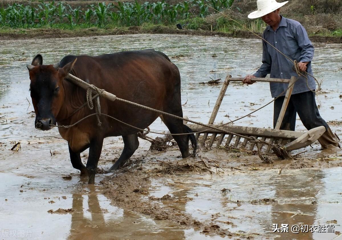 仲春春耕八首诗词（二月春耕昌杏密，一犁新雨破春耕）