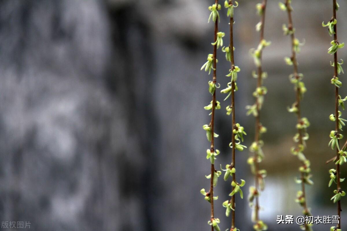 早春清丽五首古诗词（嫩黄染就金丝软，休负一春诗）