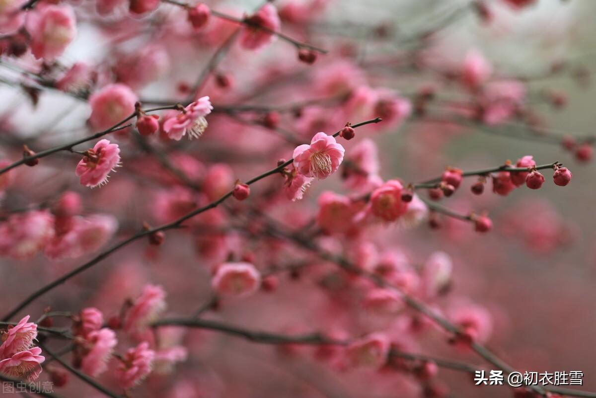 梅花盛开六首诗词古句（初春锦绣铺千树，梅花为梦草为茵）