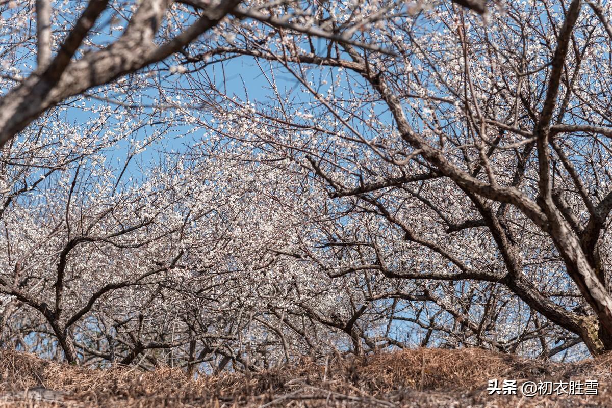 梅花盛开六首诗词古句（初春锦绣铺千树，梅花为梦草为茵）