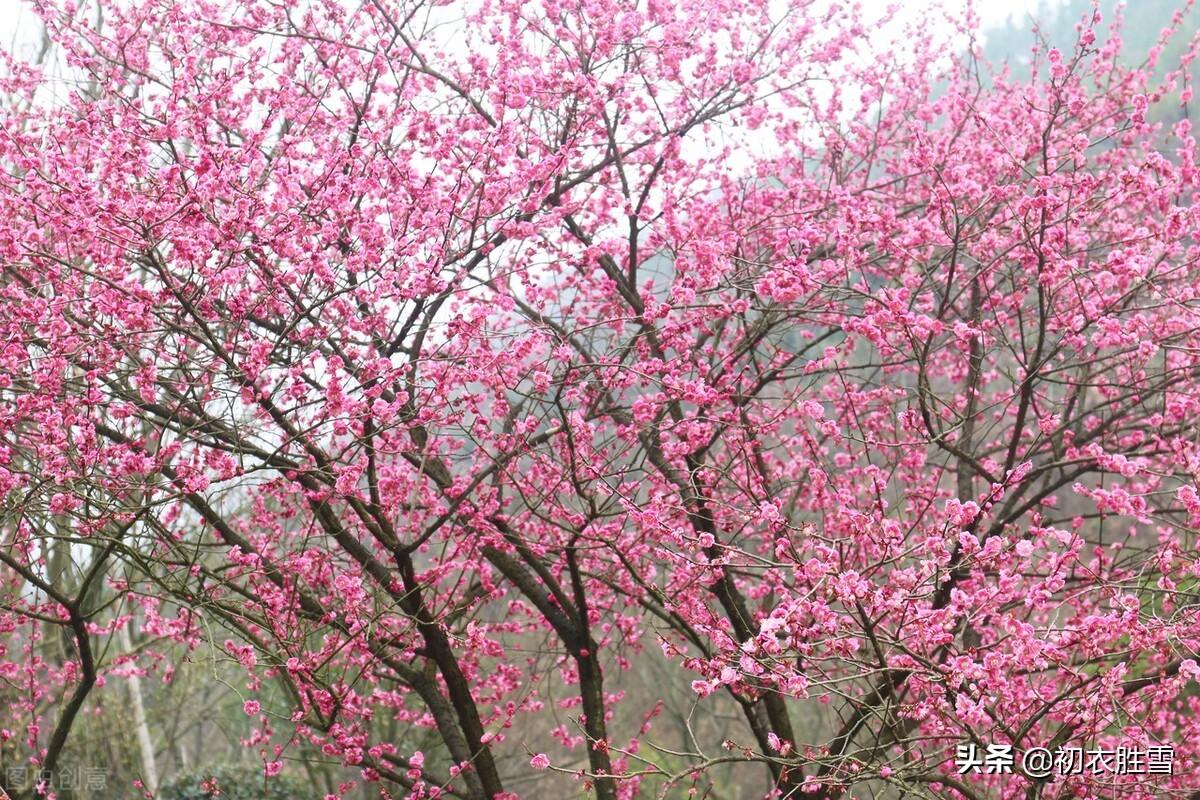 梅花盛开六首诗词古句（初春锦绣铺千树，梅花为梦草为茵）