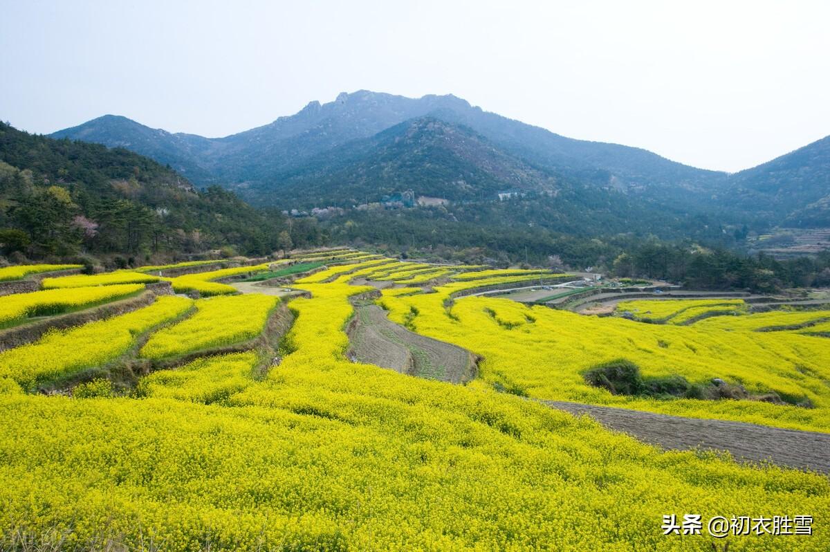 ​雨水节气六首菜花古诗词（一宵春雨晴，平野菜花春）