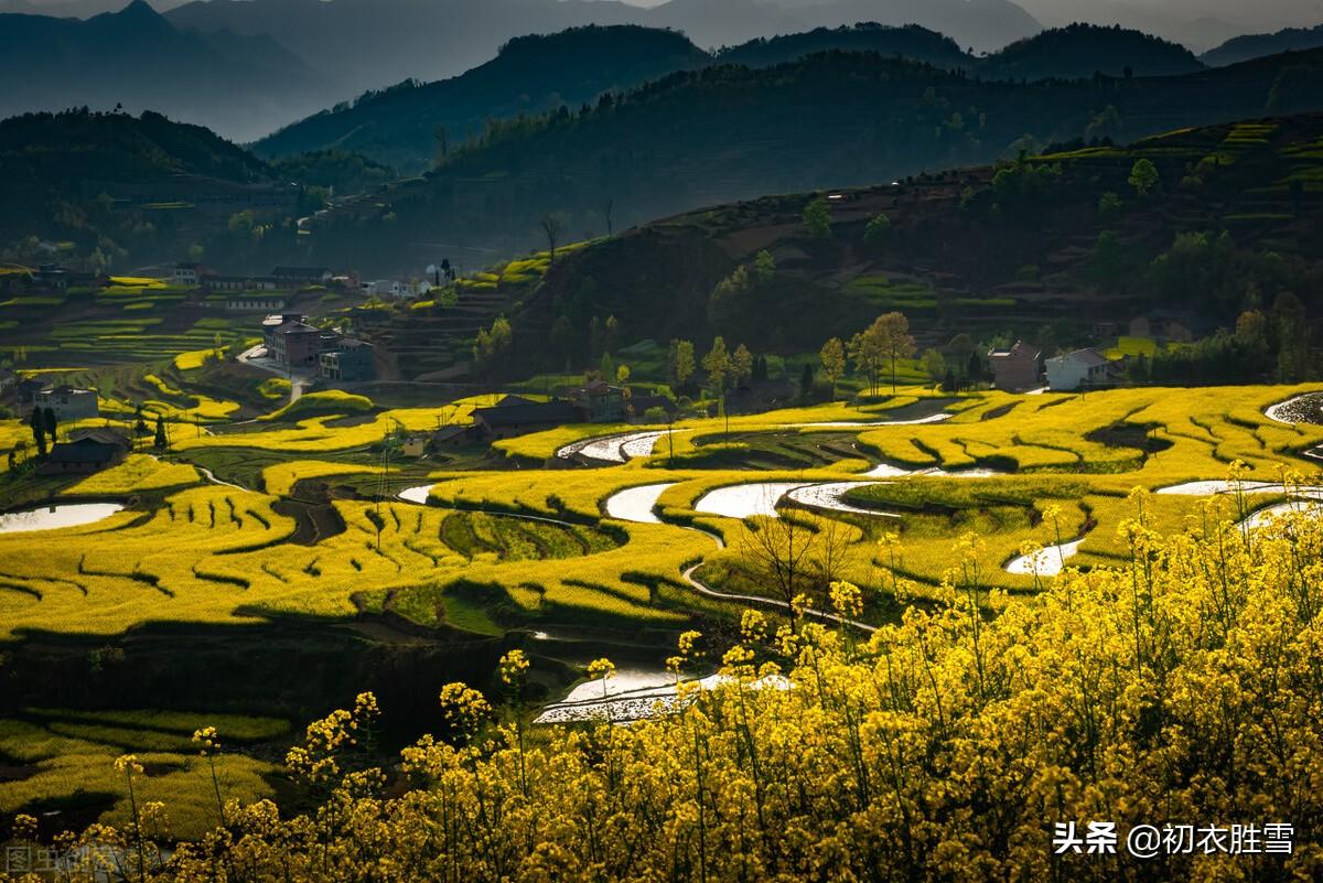 ​雨水节气六首菜花古诗词（一宵春雨晴，平野菜花春）