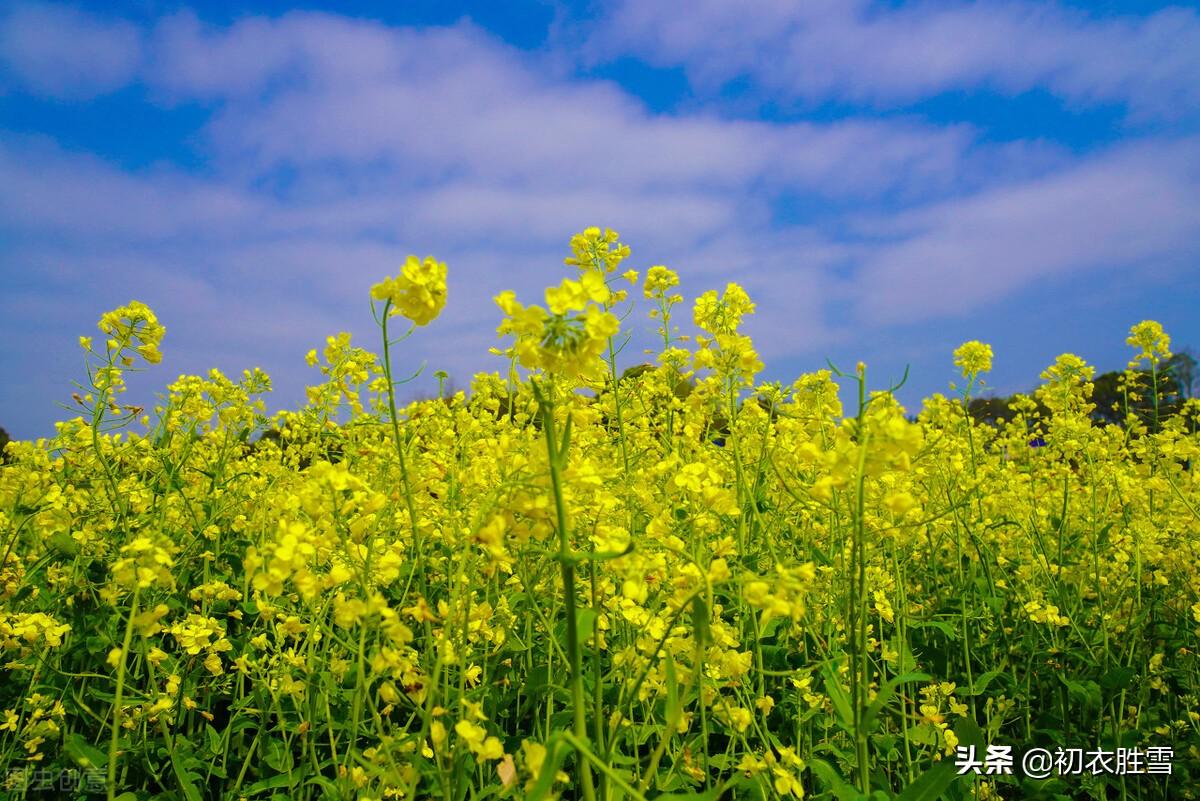 ​雨水节气六首菜花古诗词（一宵春雨晴，平野菜花春）