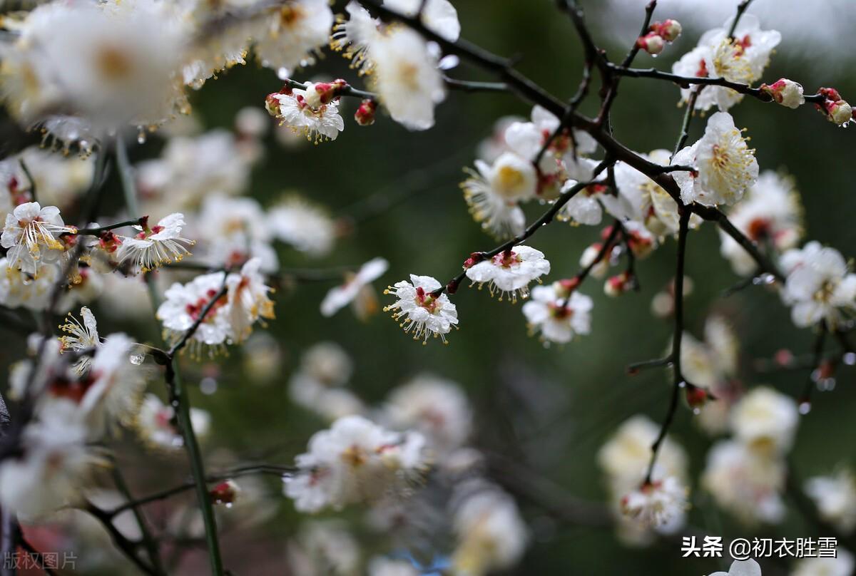 春寒梅花五首优美诗词（雨后春寒冽，窗下有梅花）