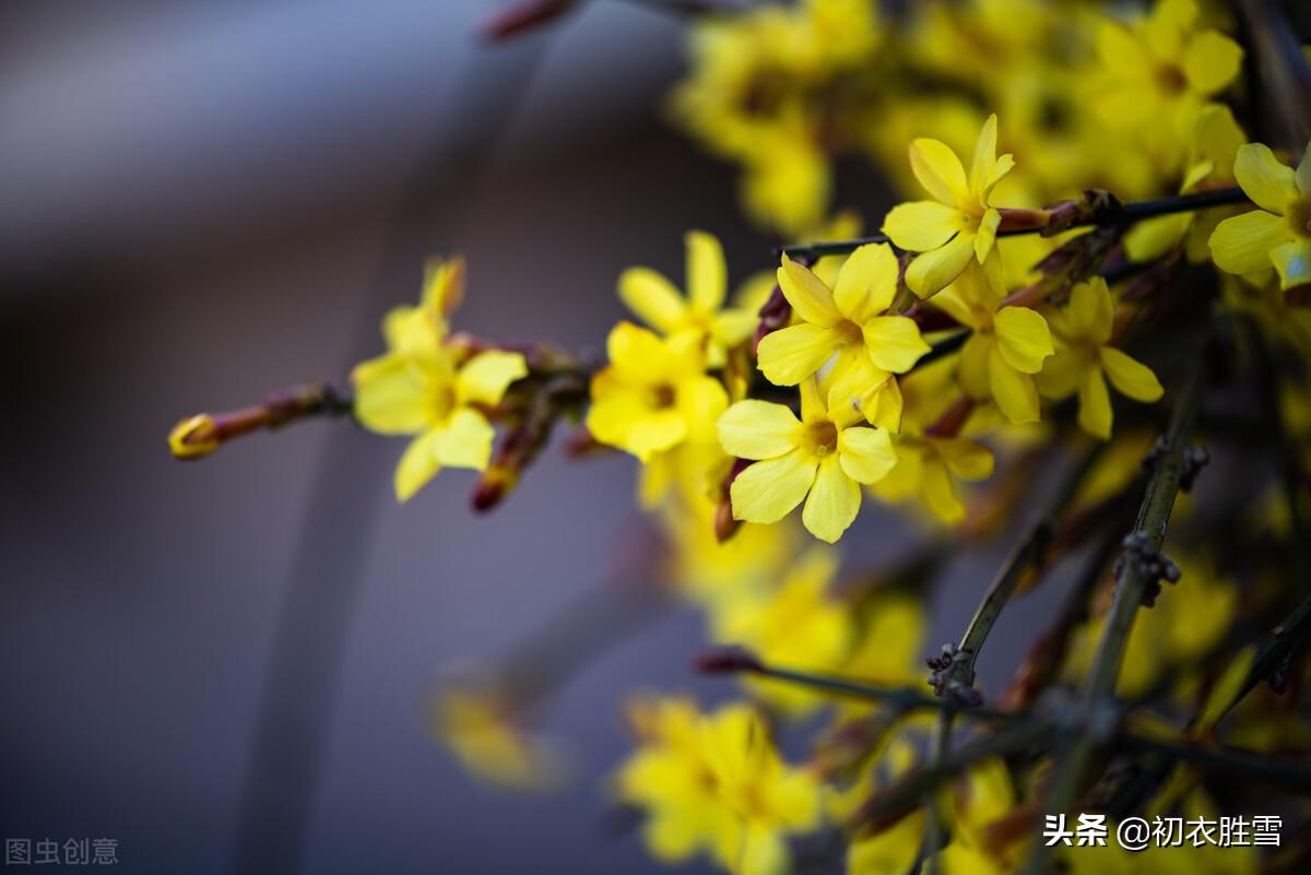 早春迎春花七首诗词（万千花事从头起，金英翠萼带春寒）