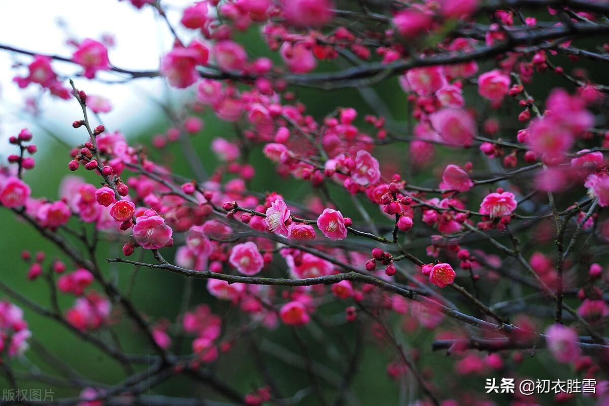 早春人日清新六首古诗（满地茸茸百草芽，又得红梅两树花）