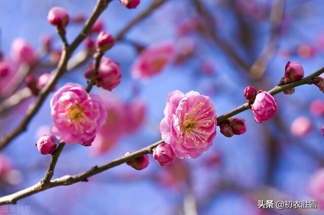 早春人日清新六首古诗（满地茸茸百草芽，又得红梅两树花）