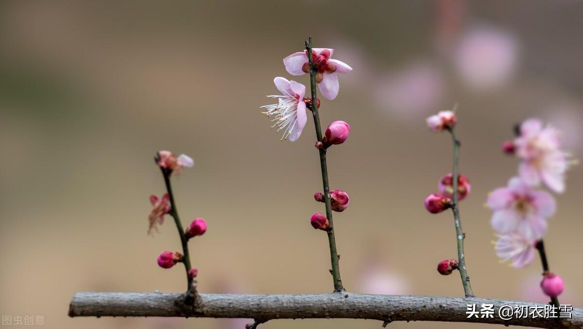 早春人日清新六首古诗（满地茸茸百草芽，又得红梅两树花）