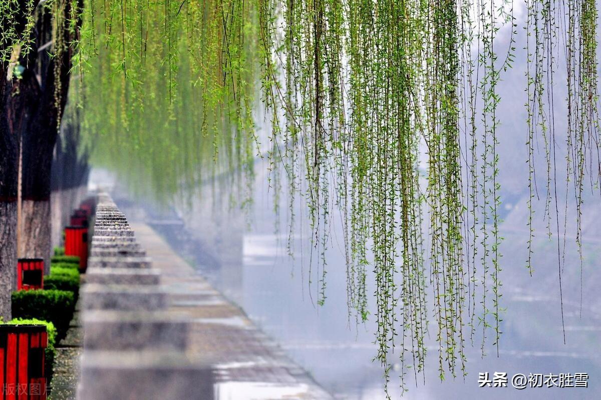 十年插柳枝，今与高树齐（春柳古诗五首）