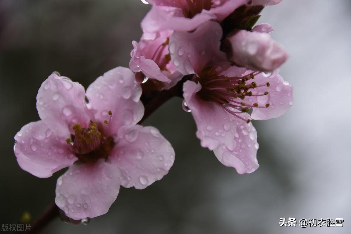 仲春二月桃花五首唯美古诗（山头桃花红入天，只爱桃花二月红）