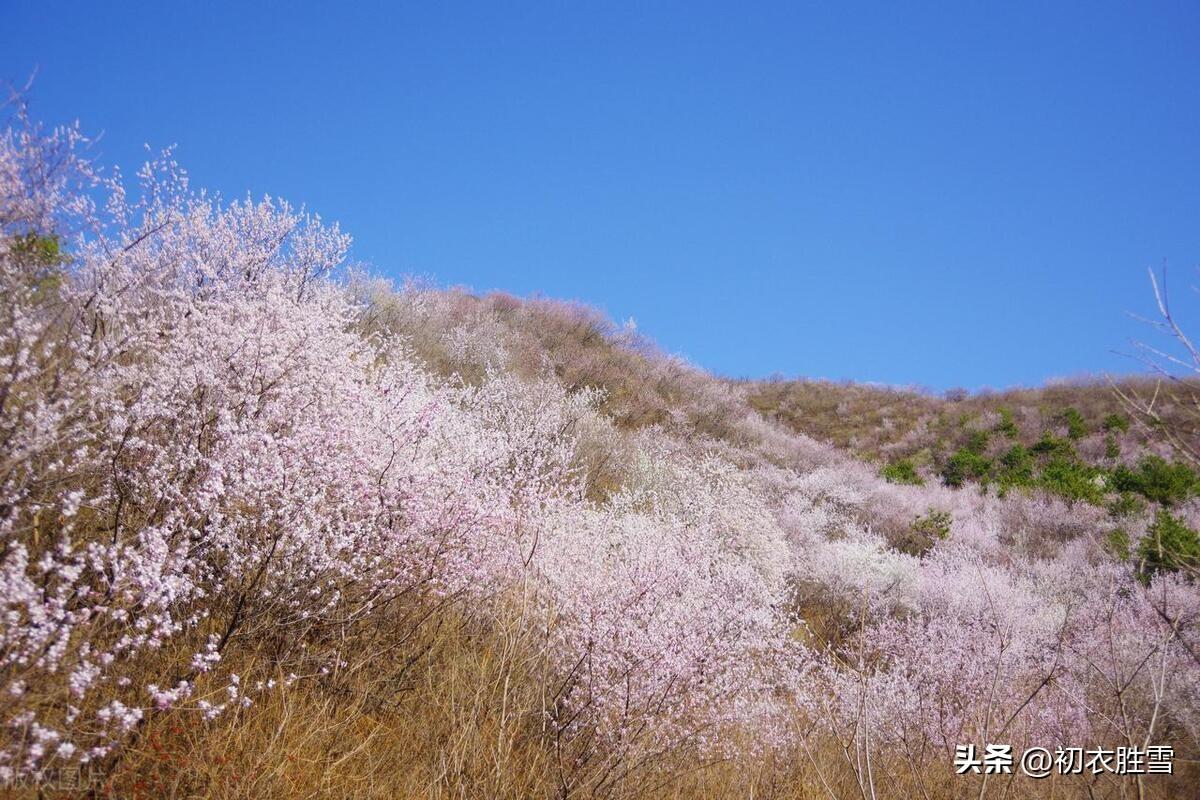 仲春二月桃花五首唯美古诗（山头桃花红入天，只爱桃花二月红）