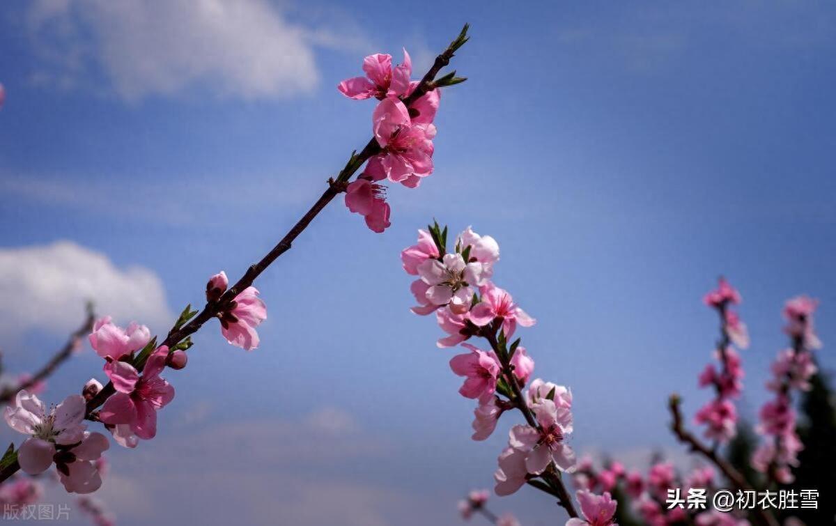 仲春二月桃花五首唯美古诗（山头桃花红入天，只爱桃花二月红）