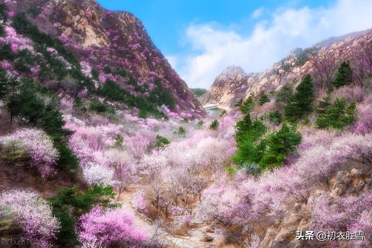 仲春二月桃花五首唯美古诗（山头桃花红入天，只爱桃花二月红）