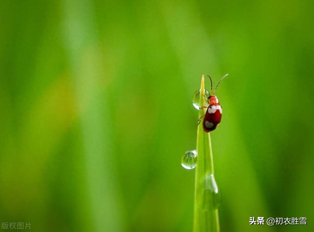 惊蛰节气五首唯美古诗（霹雳一声惊蛰起，春笋高插碧云边）