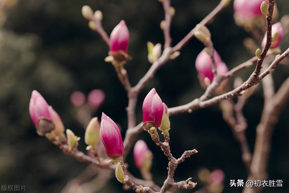 惊蛰节气五首唯美古诗（霹雳一声惊蛰起，春笋高插碧云边）