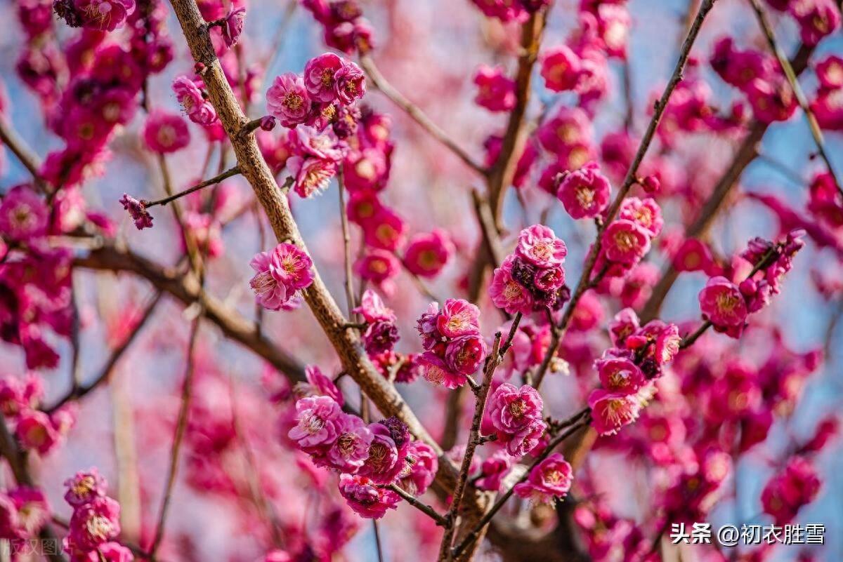 早春梅花五首古诗词（十里梅花正早春，万树梅花刺眼新）