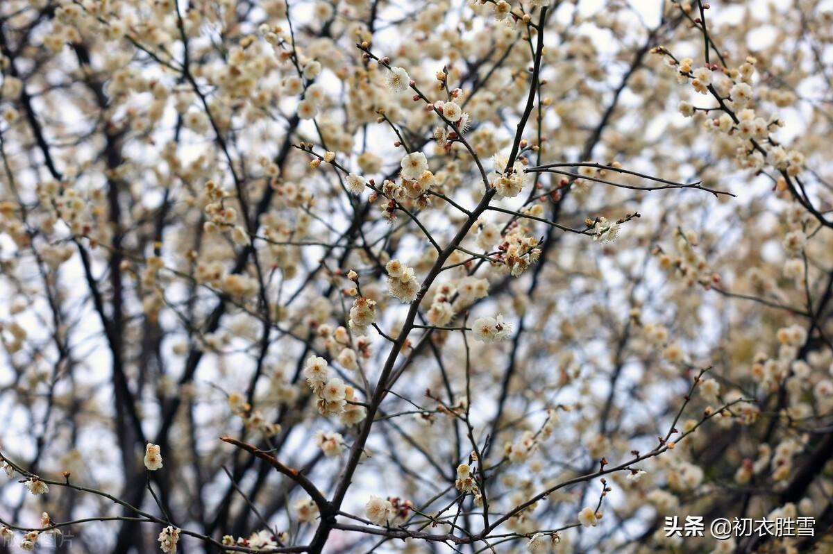 早春梅花花雪五首古诗词（只言花是雪，不悟有香来）