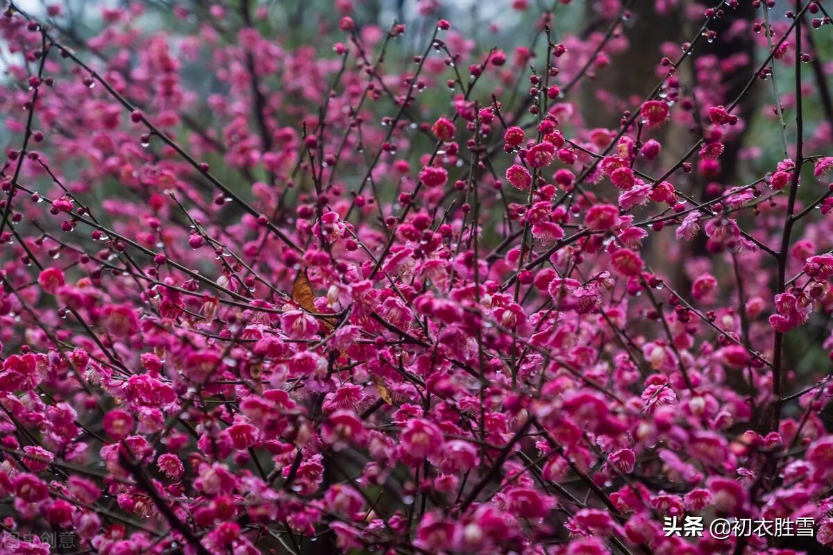 早春梅花六首唯美古诗（开到梅花雪满轩，万花如玉月如银）