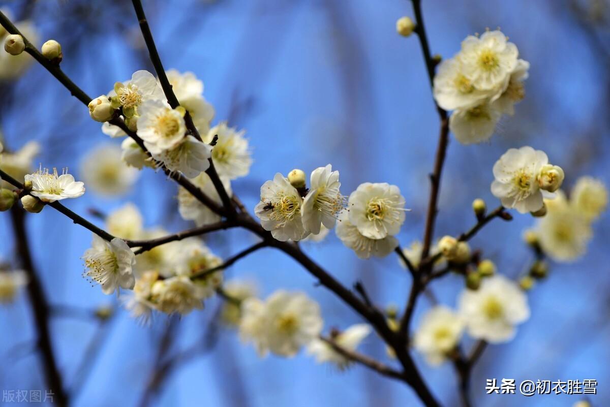 早春梅花六首唯美古诗（开到梅花雪满轩，万花如玉月如银）