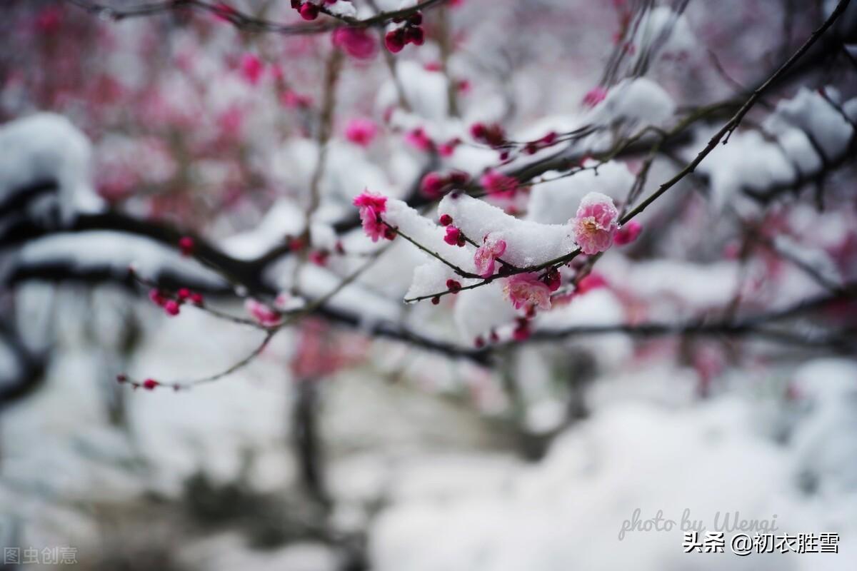 腊雪梅花古诗五首赏析（腊雪连宵接晓飞，梅花静对雪花妍）