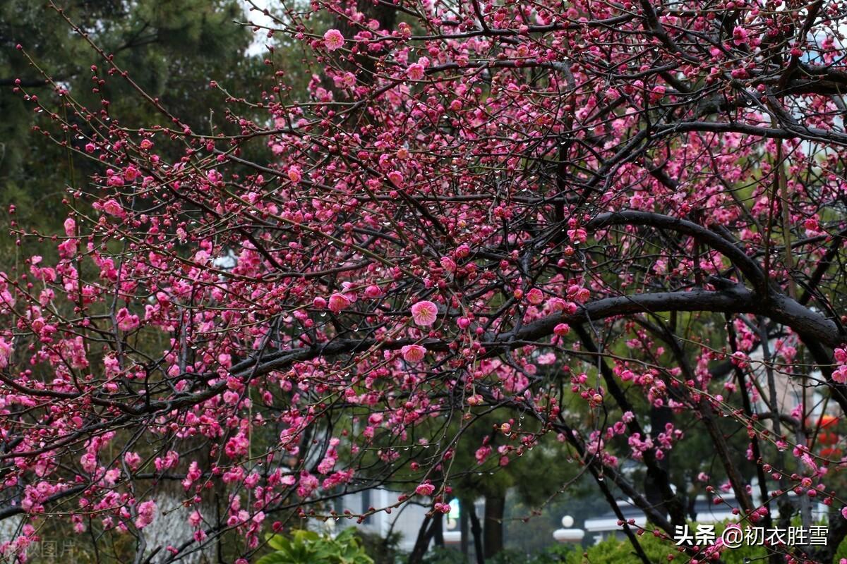 岁暮八首唯美古诗（梅花前村后村发，万树梅花刺眼新）