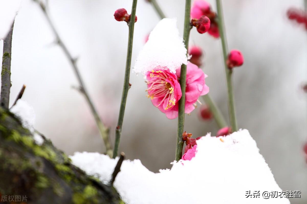 岁暮八首唯美古诗（梅花前村后村发，万树梅花刺眼新）