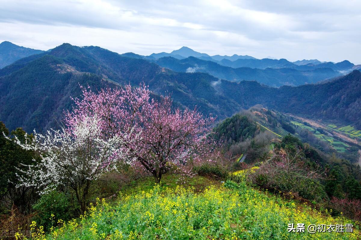 岁暮八首唯美古诗（梅花前村后村发，万树梅花刺眼新）