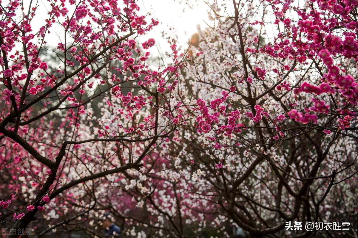 岁暮八首唯美古诗（梅花前村后村发，万树梅花刺眼新）