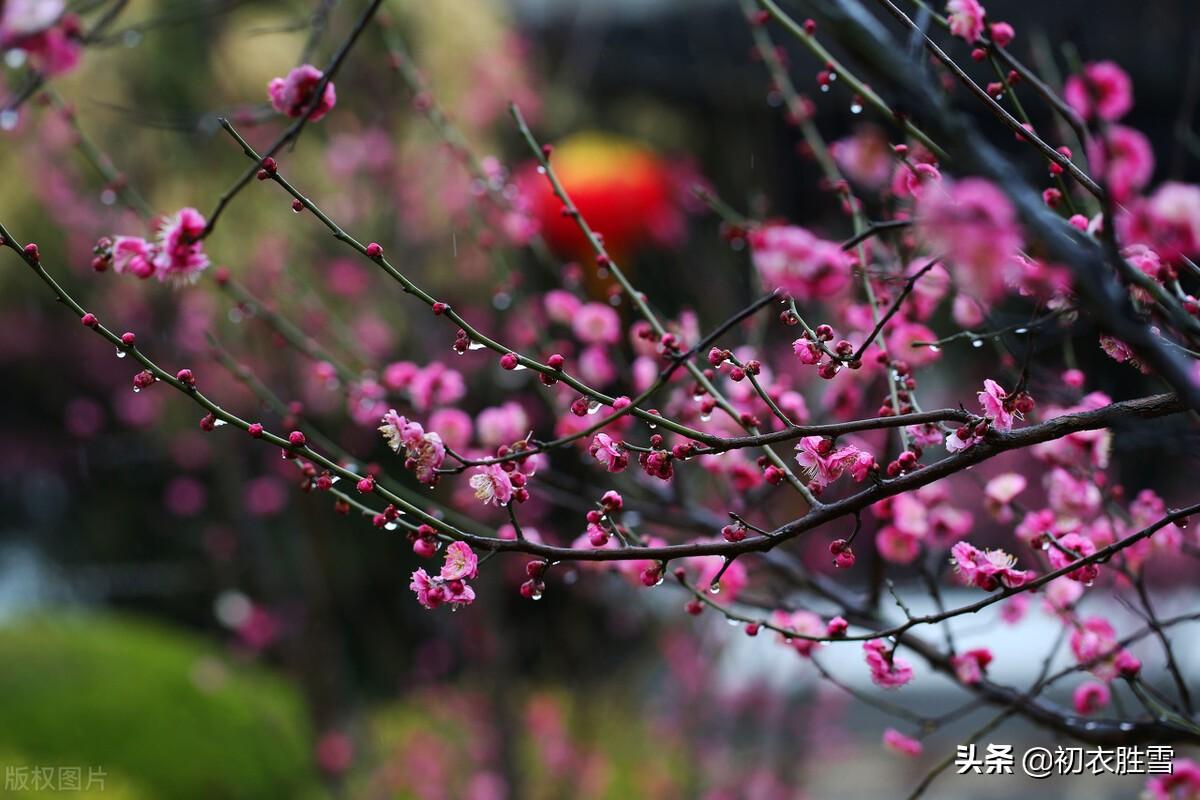 岁暮八首唯美古诗（梅花前村后村发，万树梅花刺眼新）