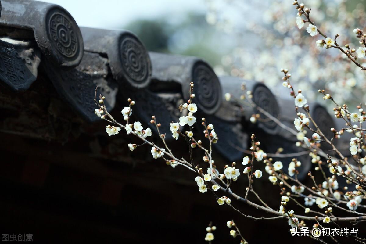 岁暮八首唯美古诗（梅花前村后村发，万树梅花刺眼新）